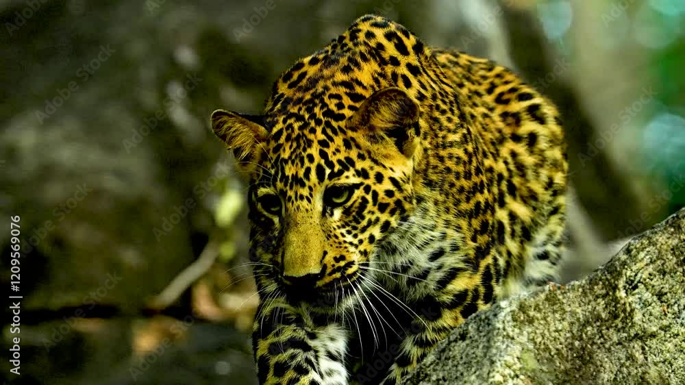 The Indian leopard (Panthera pardus fusca) is a versatile big cat with stunning rosettes, thriving in diverse habitats, from forests to urban edges, showcasing agility and stealth. The Indian leopard (Panthera pardus fusca) is a versatile big cat with stunning rosettes, thriving in diverse habitats, from forests to urban edges, showcasing agility and stealth.