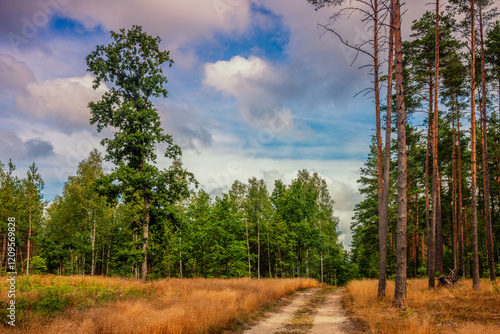 Fototapeta Naklejka Na Ścianę i Meble -  Leśna droga na Mazurach.