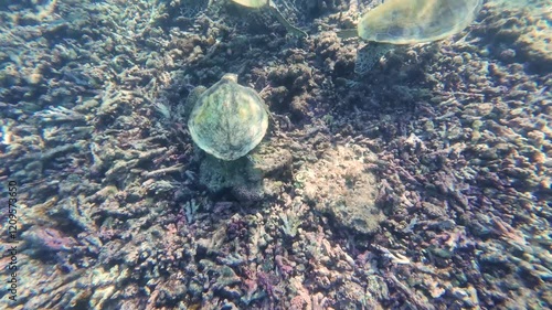 Sea Turtles swimming at Dimaniyat Island, Muscat, Oman
 photo