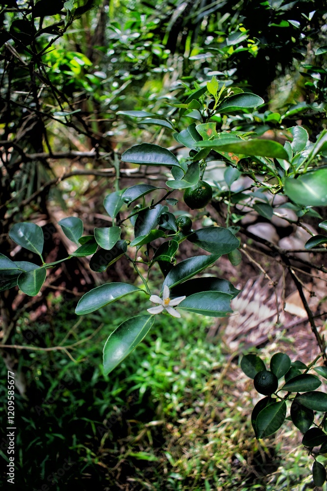musk tamarind tree which is flowering and bearing fruit musk tamarind tree which is flowering and bearing fruit