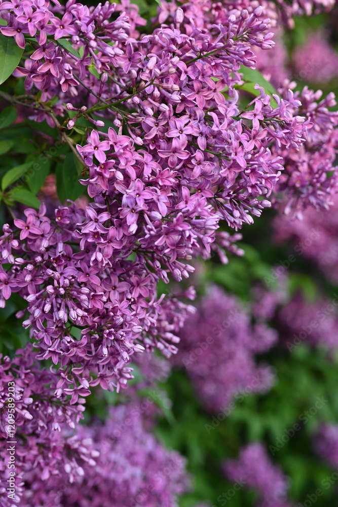 lilac colour of lilac flowers close up, pink flowers of a bunch of lilacs close up lilac colour of lilac flowers close up, pink flowers of a bunch of lilacs close up