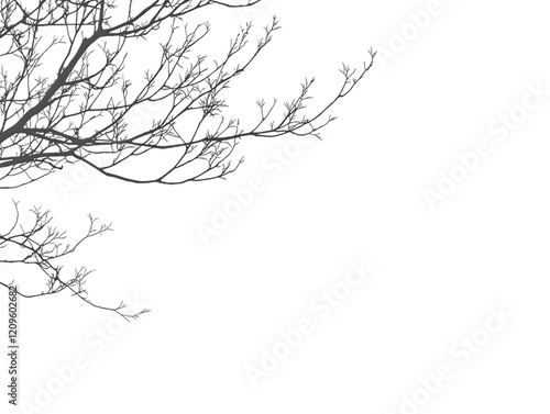 Wallpaper Mural Intricate Leafless Branches in Winter Transparent Background, PNG Torontodigital.ca