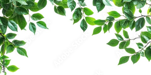 Wallpaper Mural Lush green tree branches with vibrant leaves framing a clean white background, ideal for nature-themed designs and green foliage aesthetics Torontodigital.ca