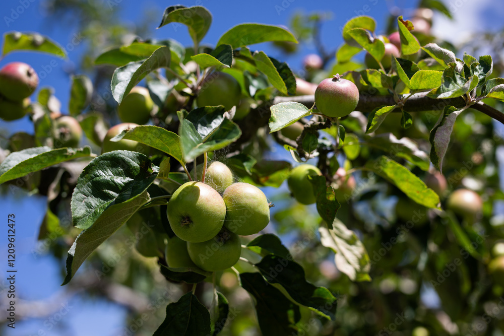 apple tree orchid grow blue sky branch fruit apple tree orchid grow blue sky branch fruit