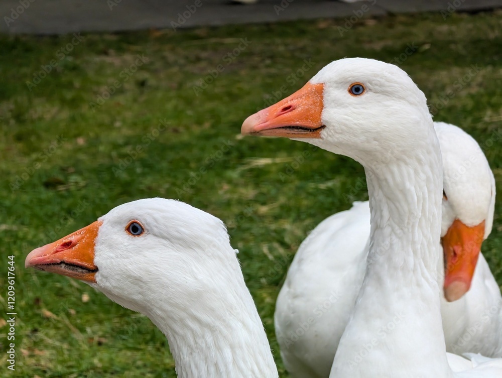 Close-up of white geese with orange beaks. Close-up of white geese with orange beaks.