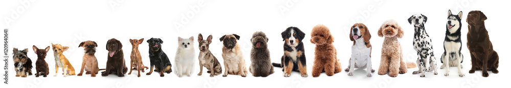 Obraz premium Adorable dogs of different sizes in row on white background, from smallest to largest