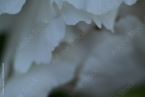 white peony flowers texture macro, white flowers texture macro, spring bloom  photo