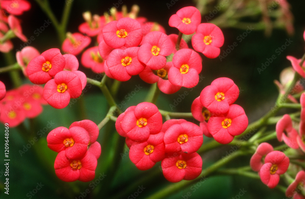 couronne d'épines, couronne du Christ, épine du Christ, Euphorbia milii, Madagascar couronne d'épines, couronne du Christ, épine du Christ, Euphorbia milii, Madagascar