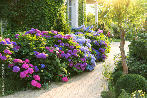 Beautiful flowers in the garden with hydrangeas. Blue, pink hydrangea flowers are blooming in summer in town garden heads in the sunlight. Aesthetic path near the house
