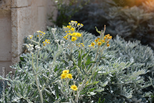 Fotografía Silvery-white cilia adorn dusty miller's leaves and stems, Senecio Cineraria Sil