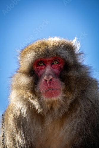 Portrait of macaque monkey photo