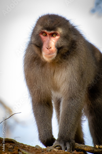 Monkey (macaque) approaching photo