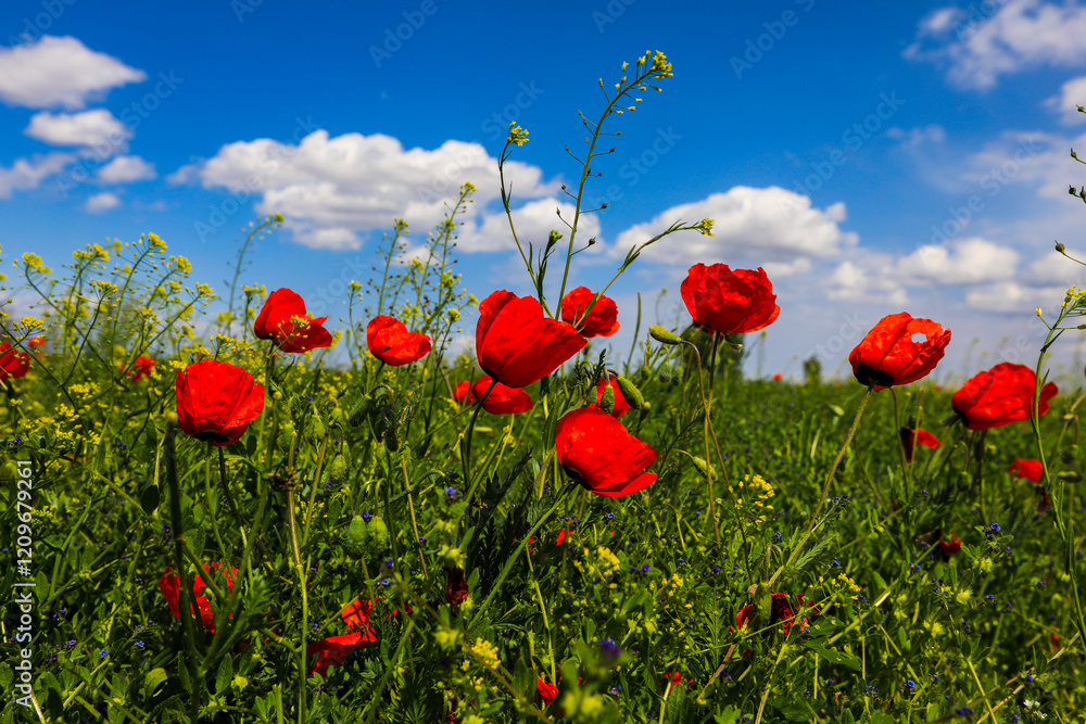 Fototapeta premium Large poppy field in Kazakhstan.