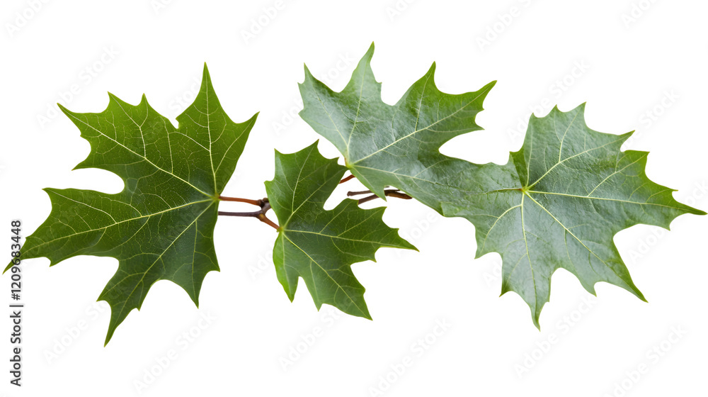 Three Lush Green Maple Leaves on Branch Transparent Background, PNG Three Lush Green Maple Leaves on Branch Transparent Background, PNG