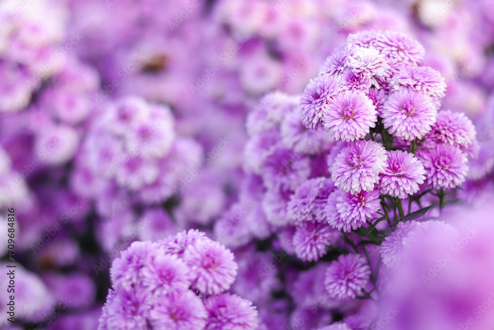 Close-up of margaret flowers blooming in garden. Close-up of margaret flowers blooming in garden.