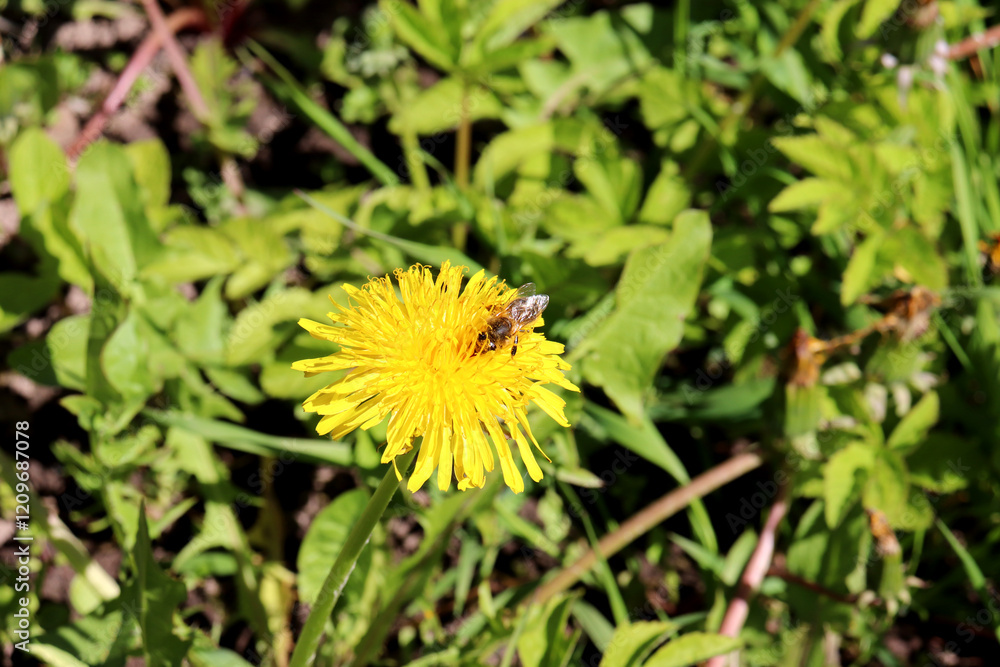 Bee pollinating yellow dandelion flower, collecting nectar in grass on sunny day - color horizontal photo, nature background, close-up Bee pollinating yellow dandelion flower, collecting nectar in grass on sunny day - color horizontal photo, nature background, close-up