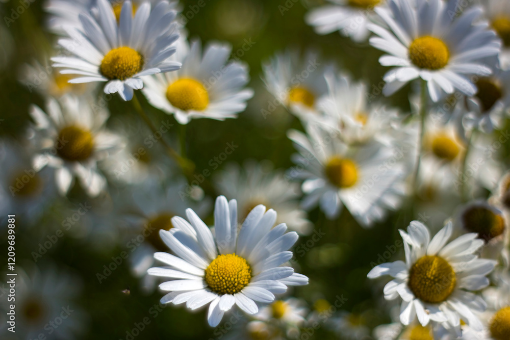 Fototapeta premium Ox-eye Daisy (Leucanthemum vulgare) in garden - soft focus