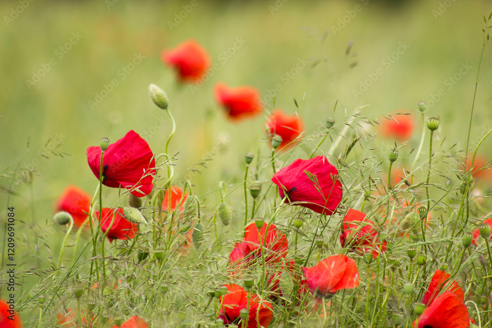 Fototapeta premium wild poppy flowers in the meadow