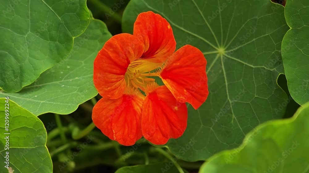 red flower red flower