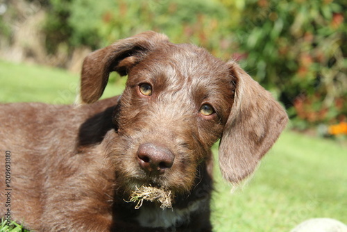 lurcher brown small  photo