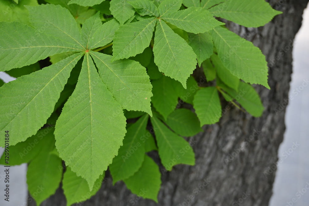 green spring chestnut leaves on a tree, chestnut foliage close up green spring chestnut leaves on a tree, chestnut foliage close up