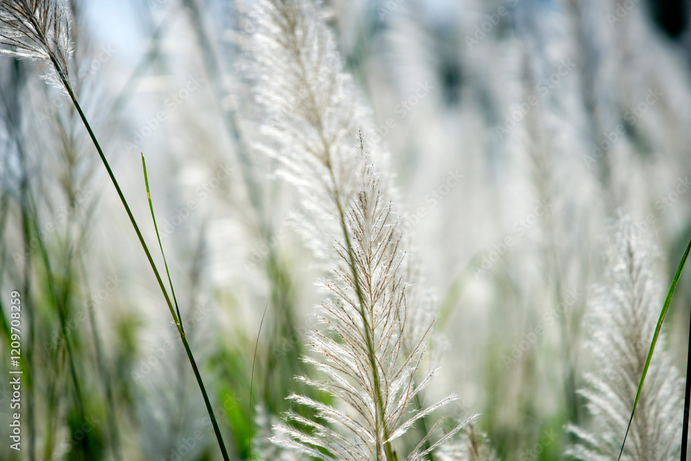 Delicate Pampas Grass Blades Dancing in the Gentle Breeze Outdoors Delicate Pampas Grass Blades Dancing in the Gentle Breeze Outdoors