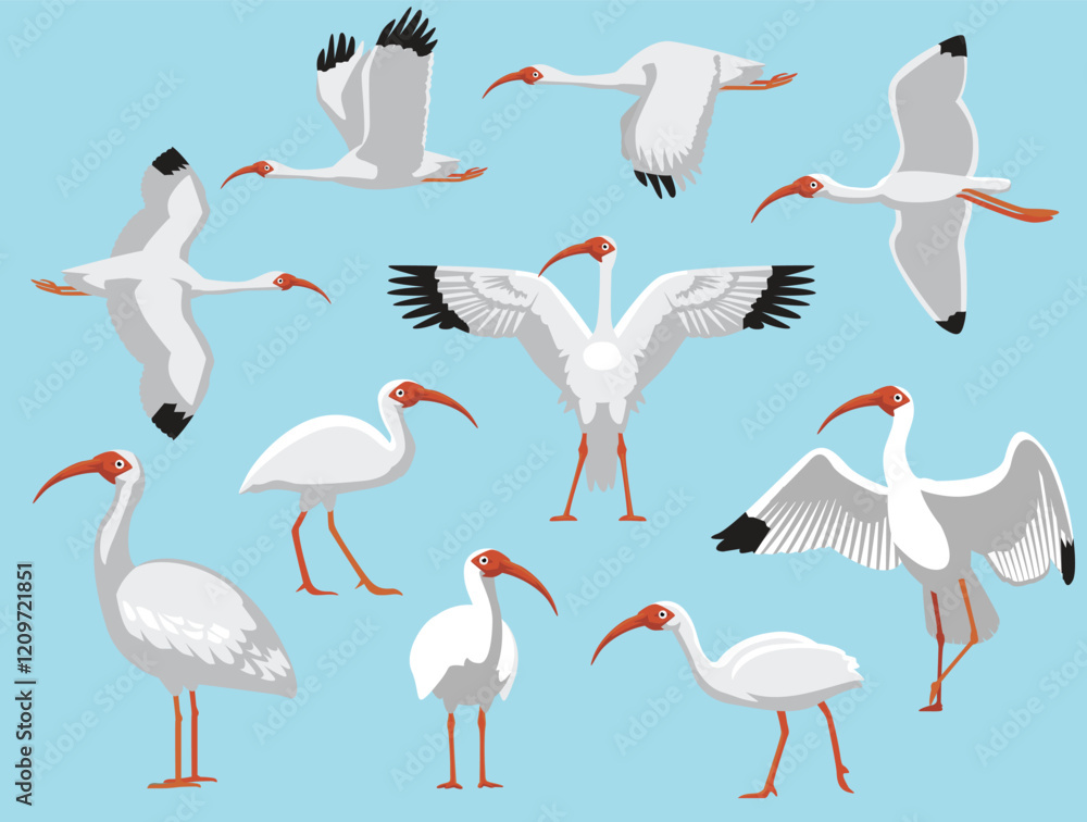Fototapeta premium American White Ibis Bird Various Poses Cartoon Vector Character