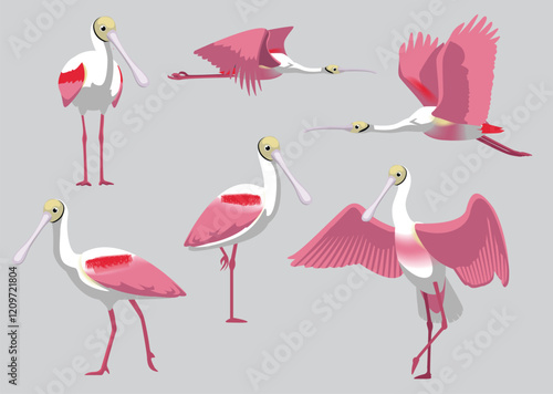 Roseate Spoonbill Bird Various Poses Cartoon Vector Illustration Isolated Character