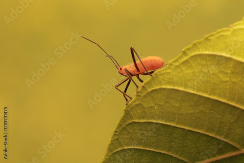 A young milkweed assassin bug eats wild plant leaves. This insect has the scientific name Zelus longipes. photo