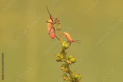 Three young milkweed assassin bugs eating wild plant fruits . This insect has the scientific name Zelus longipes. photo