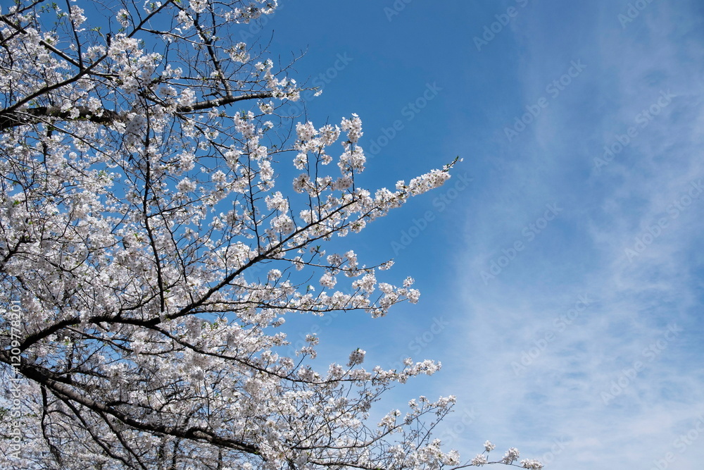 桜と青空 桜と青空