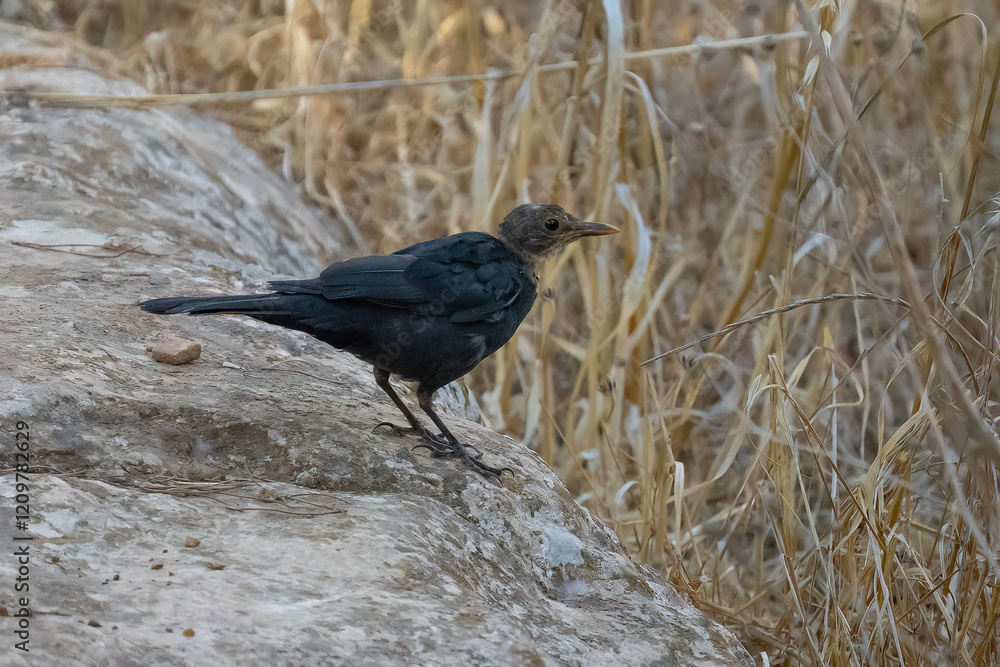 Obraz premium A Young Blackbird in a Field