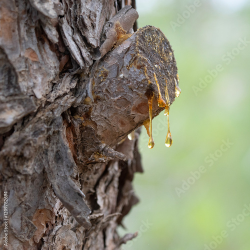 Slika na platnu Resin Dripping from a Branch Stump