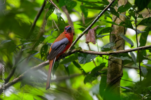 red-headed trogon or Harpactes erythrocephalus at Dehing Patkai in Assam, India photo