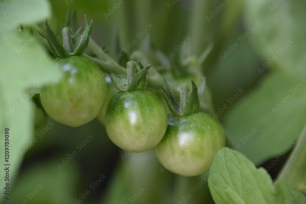 Trio of Fresh Green Cherry Tomatoes in a Garden Trio of Fresh Green Cherry Tomatoes in a Garden