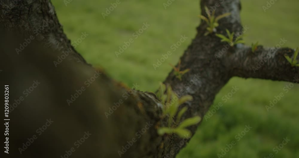 Nature CloseUp Observing New Growth Emerging on a Tree Branch in the Environment Nature CloseUp Observing New Growth Emerging on a Tree Branch in the Environment