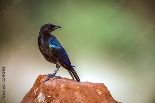 Cape Glossy Starling juvenile standing on a rock isolated in blur backgrround in Greater Kruger National park, South Africa ; Specie Lamprotornis nitens family of Sturnidae photo