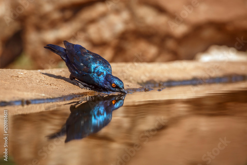 Cape Glossy Starling drinking in waterhole with reflectioin '!in Greater Kruger National park, South Africa ; Specie Lamprotornis nitens family of Sturnidae photo