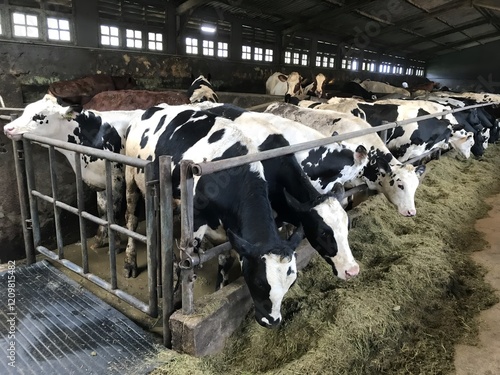 Milking the Moment - A Day in the Life of a Dairy Farm photo