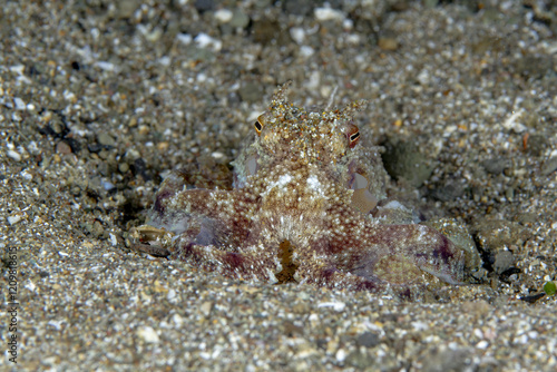 Close-up of an octopus, amphioctopus marginatus, camouflaged in the sand photo