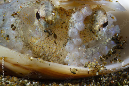 Closeup of an octopus, amphioctopus marginatus, hiding between the shells of a bivalve photo