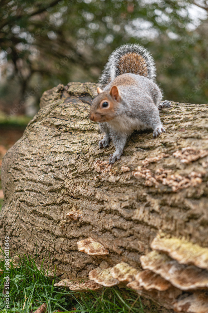 Fototapeta premium Squirrel on a Tree Trunk