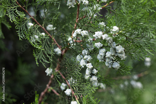 blue seeds of thuja tree Platycladus orientalis .
