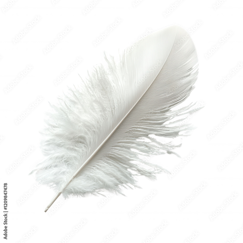white feather isolated on transparent background white feather isolated on transparent background