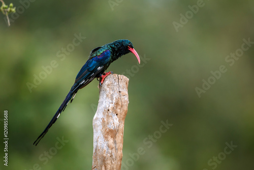 Green wood hoopoe standing on a pole isolated in blur background in Greater Kruger National park, South Africa ; Specie  Phoeniculus purpureus family of Phoeniculidae  photo