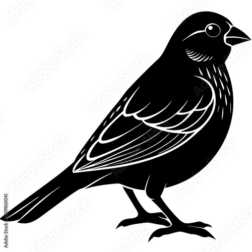 Atlantic canary Silhouette vector with white background