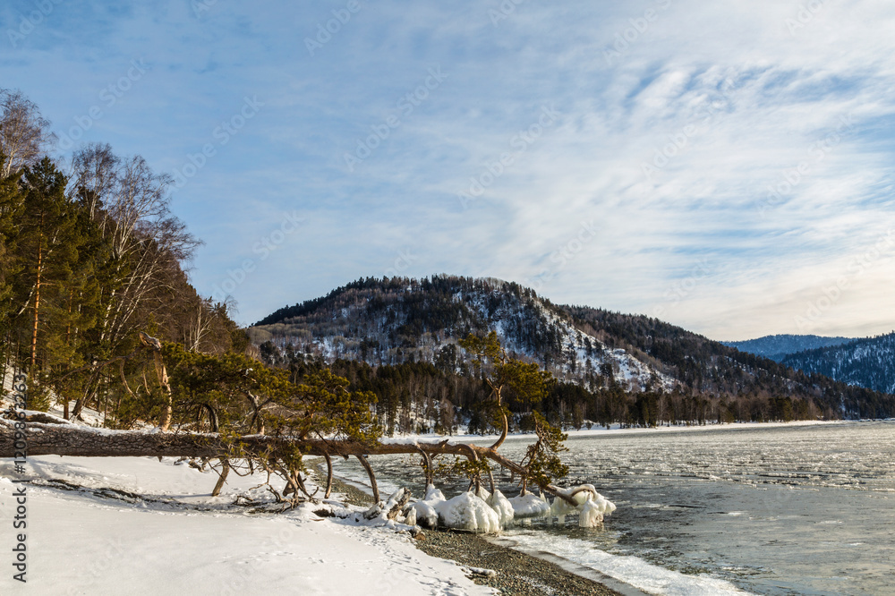 Scenic landscape with fallen pine on the shore of lake Teletskoye on a winter day. Altai Republic, Russia