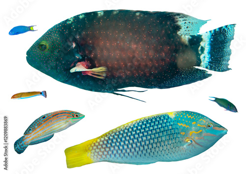 Wrasse Fish Collection: Tropical Species from Worldwide Waters – Isolated PNG with Transparent Background