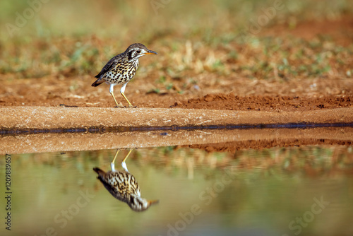 Groundscraper Thrush along waterhole with reflection in Kruger National park, South Africa ; Specie Turdus litsitsirupa family of  Turdidae photo