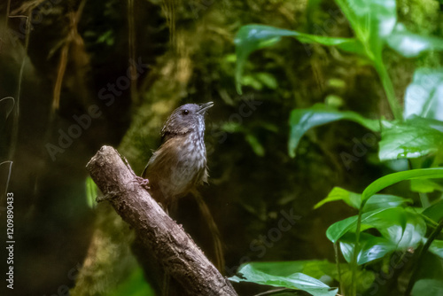 streaked wren-babbler or Gypsophila brevicaudata at Dehing Patkai in Assam India photo